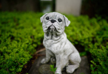 Juntos hasta el final: Nueva ley en São Paulo permite el entiêrro de animales en cêmentêrios familiares (+ Detalles)