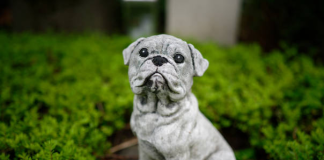 Juntos hasta el final: Nueva ley en São Paulo permite el entiêrro de animales en cêmentêrios familiares (+ Detalles)