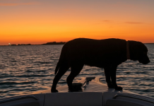 ¡Tiene mejor vida que yo!: Una perrita se vuelve viral por su paseo en el Archipiélago Los Roques (+ Video)