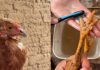 Manicure para una clienta especial: Niña mostró cómo le hizo las uñas a su gallina (+ Video)