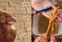 Manicure para una clienta especial: Niña mostró cómo le hizo las uñas a su gallina (+ Video)