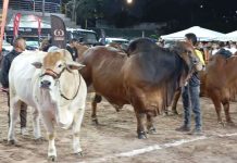Estado venezolano firmó plan definitivo para la certificación internacional cøntra la fiëbre aftosa