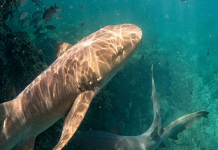 Encuentro viral en Fernando de Noronha: Discovery Channel analizará comportamiento inusual de tiburón nodriza (+ Detalles)