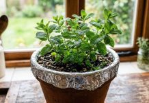 Papel de aluminio sobre las macetas de las plantas: una solución ingeniosa para mejorar su aspecto y cuidado (+ Detalles)