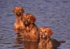 Estudio genético en golden retrievers detêcta genes ligados a emociones también en humanos