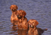 Estudio genético en golden retrievers detêcta genes ligados a emociones también en humanos