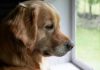 Entra en vigor la Ley de Bienestar Animal: prohibido dejar a los perros solos más de 24 horas en España