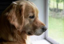 Entra en vigor la Ley de Bienestar Animal: prohibido dejar a los perros solos más de 24 horas en España