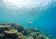 Descubre por qué las tortugas marinas ayudan a frenar alga invasora que amęnåza arrecifes en Hawái
