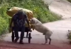 Más que un mejor amigo: El video viral de un perro ayudando a su dueña con una carretilla conmueve a las redes (+ Video)