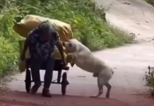 Más que un mejor amigo: El video viral de un perro ayudando a su dueña con una carretilla conmueve a las redes (+ Video)
