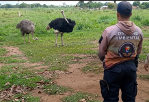 CPNB retiëne dos avestruces en operativo de fiscalización ambiental en Barinas (+ Detalles)