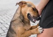 “Perro caramelo” gana reconocimiento simbólico y se convierte en emblema de la adopción animal en Latinoamérica