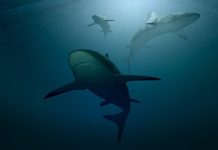 El Centro de Investigación de Tiburones insta a detener el cønsumo de cazón en Venezuela