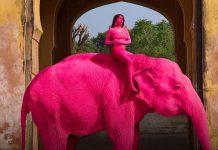 Falleció un elefante semanas después de ser pintado por una fotógrafa para una sesión: caso investigado por mâltratø animal (+ Detalles)