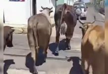 Presencia de animales en calles de Aragua de Barcelona genera preocüpación por rięsgøs de accidęntes en zonas urbanas