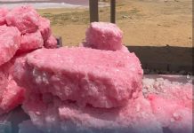 La sal rosada que casi nadie sabe que existe en Venezuela: extensiones de agua teñidas de tonos rosados que parecen sacadas de otro mundo (+ Video)