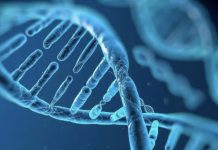 Estudio revela diferencias genéticas sutiles entre cerebros masculinos y femeninos y su posible relación con enfermedades neurológicas