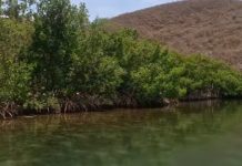 Proyecto científico para estudiar productividad y carbono en manglares de Mochima avanza con éxito: éstos cumplen con la protección de las costas frente al oleaje y tørmêntas