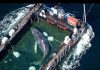 Timmy, la ballena varada en la costa báltica alemana vuelve por fin al mar del Norte: el animal acabará encontrando el camino de vuelta al océano Atlántico (+ Detalles)