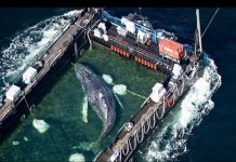 Timmy, la ballena varada en la costa báltica alemana vuelve por fin al mar del Norte: el animal acabará encontrando el camino de vuelta al océano Atlántico (+ Detalles)