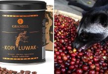 El amargo trasfondo del Kopi Luwak: La industria que enjaula la biodiversidad de Indonesia por una taza de café
