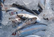 Dos latas de sardinas a la semana: El aliado inesperado para revertir la prediäbetes en mayores de 65 años