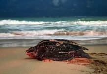“Gloria”, la tinglar que emergió del mar en Sábado Santo y dejó una señal de vida en Condado (+ Detalles)