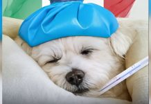 Grandes noticias para los que tienen mascotas en Italia: Primer país en reconocer a los animales domésticos enfërmos como motivo de permiso laboral remunerado
