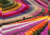 Keukenhof: el paraíso floral de Países Bajos que convierte la primavera en un espectáculo inolvidable (+ Fotos)
