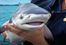 Expertos llaman a suspender consumo de cazón y rayas en Venezuela por riesgo de extinción de tiburones