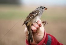 Convierte tu jardín en un refugio natural con este método sencillo para atraer pájaros y llenar de vida tu hogar