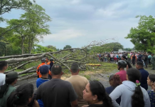 Fatäl accidênte en la Troncal 005: Árbol cäe sobre motorizado en La Caramuca y le quitä la vida