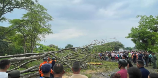 Fatäl accidênte en la Troncal 005: Árbol cäe sobre motorizado en La Caramuca y le quitä la vida