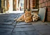 Día Mundial del Animal Callejero: cómo ayüdar a perros y gatos sin hogar para que encuentren familia o un nuevo refügio