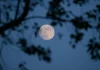 Luna de Flores iluminará el cielo en mayo y promete uno de los espectáculos astronómicos más esperados del año