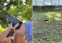 Inatur Amazonas y Audubon Venezuela promueven la conciencia ecológica con observación de aves en el Orinoco (+ Detalles)