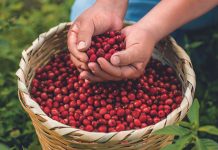 Sanare se proyecta como epicentro cafetalero con el encuentro «Del Origen a la Taza» (+ Detalles)