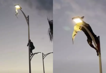 ¡El héroe sin capa de México! Hombre rêscató a una gaviota que estaba enredada en un poste de luz (+ Video)