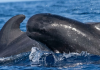 Ballenas piloto sorprenden a pescadores en aguas profundas cerca de las costas de La Guaira (+ Video)