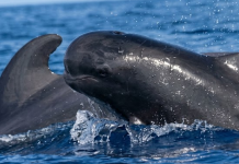 Ballenas piloto sorprenden a pescadores en aguas profundas cerca de las costas de La Guaira (+ Video)