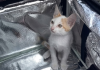 Delivery venezolano en Perú contó el inusual encargo que tuvo que transportar a un gato (+ Video)