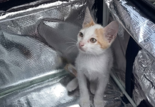 Delivery venezolano en Perú contó el inusual encargo que tuvo que transportar a un gato (+ Video)