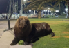 Visitante inesperado: Un león marino sorprende a turistas en el puerto de Piriápolis en Uruguay (+ Video)