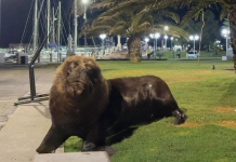 Visitante inesperado: Un león marino sorprende a turistas en el puerto de Piriápolis en Uruguay (+ Video)