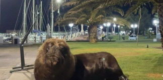 Visitante inesperado: Un león marino sorprende a turistas en el puerto de Piriápolis en Uruguay (+ Video)