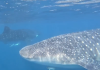 Espectáculo natural en La Guaira: Avistan tiburones ballena en Chichiriviche de la Costa (+ Video)