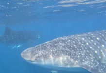 Espectáculo natural en La Guaira: Avistan tiburones ballena en Chichiriviche de la Costa (+ Video)