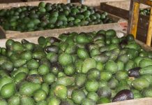 Revolución en supermercados: crean escáner que detecta si el aguacate está perfecto sin tocarlo y promete acabar con errores al comprar