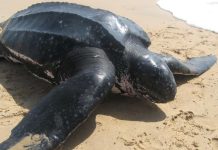 Biodiversidad venezolana: Tortuga marina más grande del mundo regresa a las costas de Carabobo un símbolo de la fauna marina global (+ Detalles)